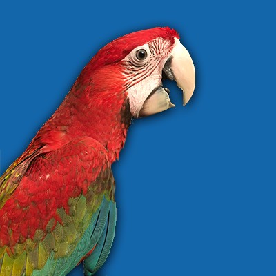 Exotic birds hot sale bury