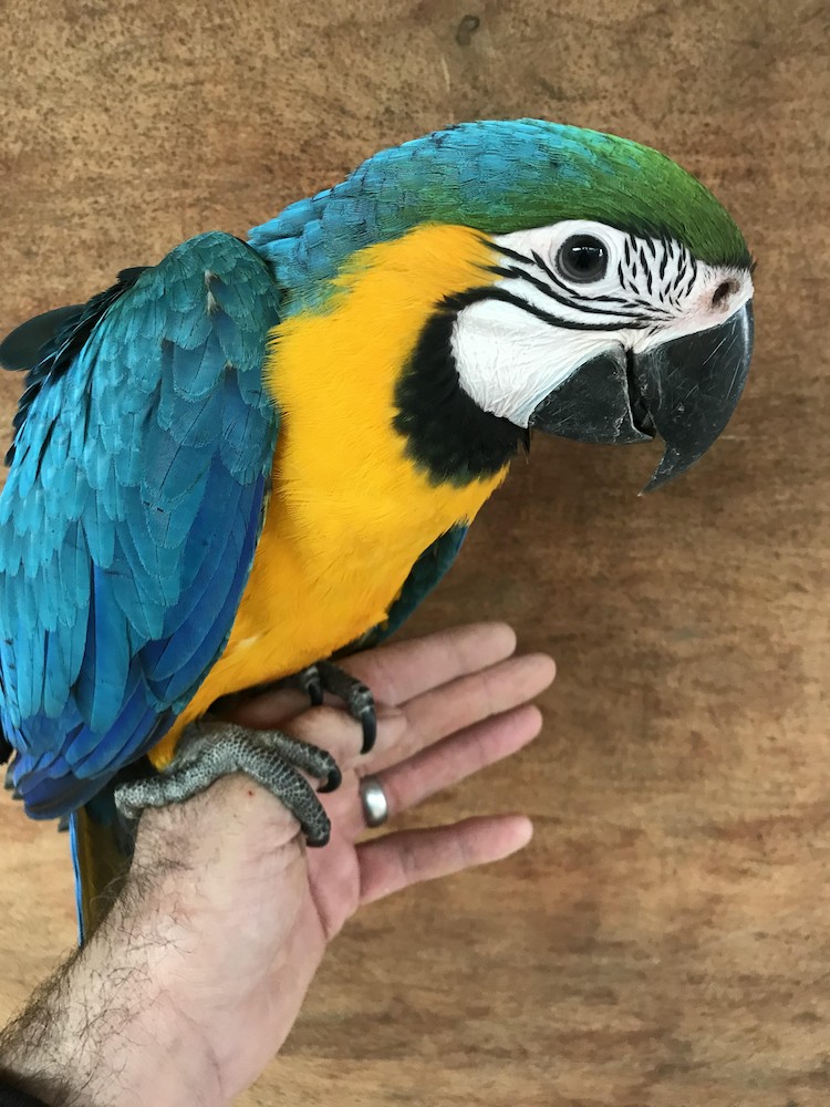 Blue And Gold Macaw